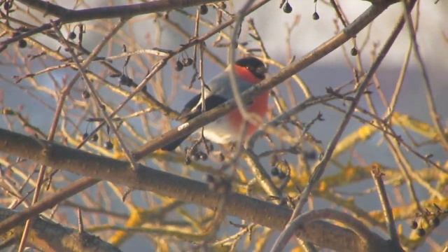 Снегирь ест ягоды смотреть онлайн