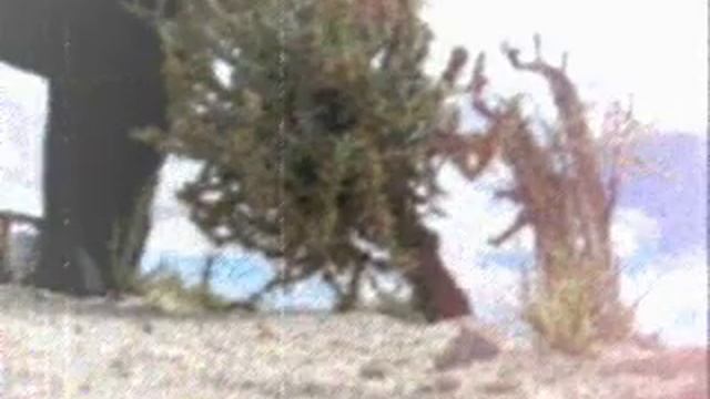 сказка про дерево смотреть онлайн