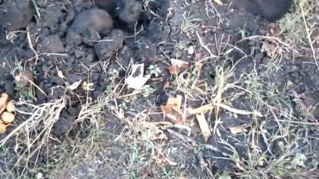 Копаем картошку посаженную пятью способами смотреть онлайн