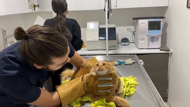 KEDİ SALDIRISI 😱 ELİMİ ISIRDI RESMEN😨 Yeni Seviye Yüklendi: Simba!✅  #inanoğlu #kedisaldırısı