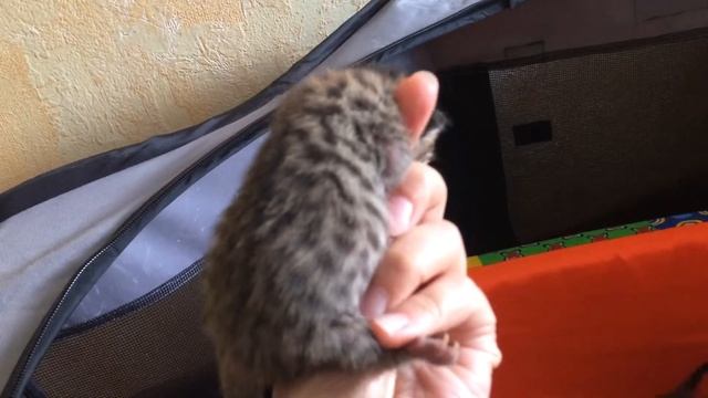 Котята Саванна ф5 смотреть онлайн