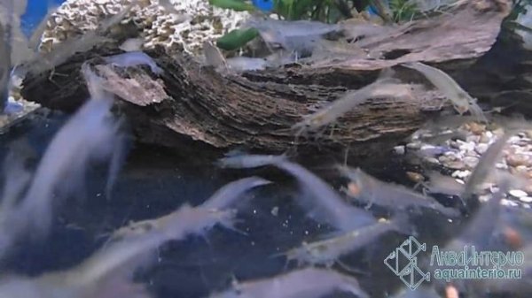 Кормление креветок Амано (Caridina multidentata) в АкваИнтерио