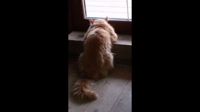 На свете счастья нет, Но есть покой и воля смотреть онлайн