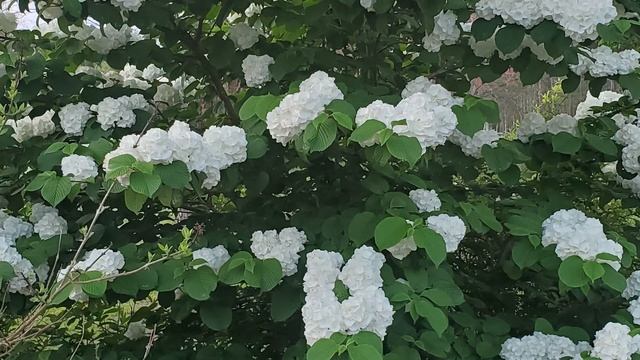 ?'Popcorn' Viburnum? смотреть онлайн