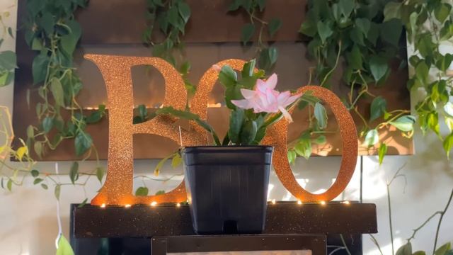 Schlumbergera hybrid - ‘Eprics Star’ смотреть онлайн