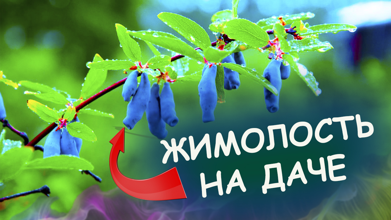 Жимолость плодовая выращивание и уход. Как выращивать жимолость на даче. Выращивание жимолости.