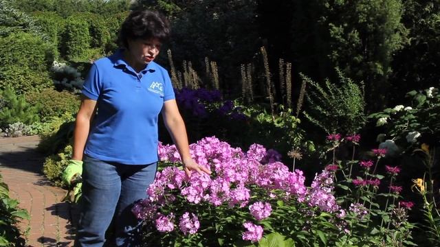 Репортаж из миксбордера. 4. Август смотреть онлайн