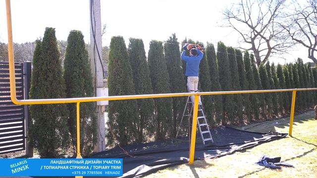 ТУЯ СМАРАГД | ТОПИАР МАСТЕР по Хвойным | Советы Уход | Стрижка ХВОЙНЫХ | @user-qs3ui4et9d смотреть онлайн