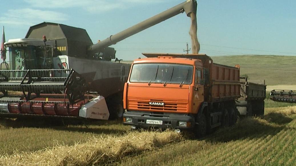Хлеборобы Хакасии надеются на богатый урожай пшеницы смотреть онлайн