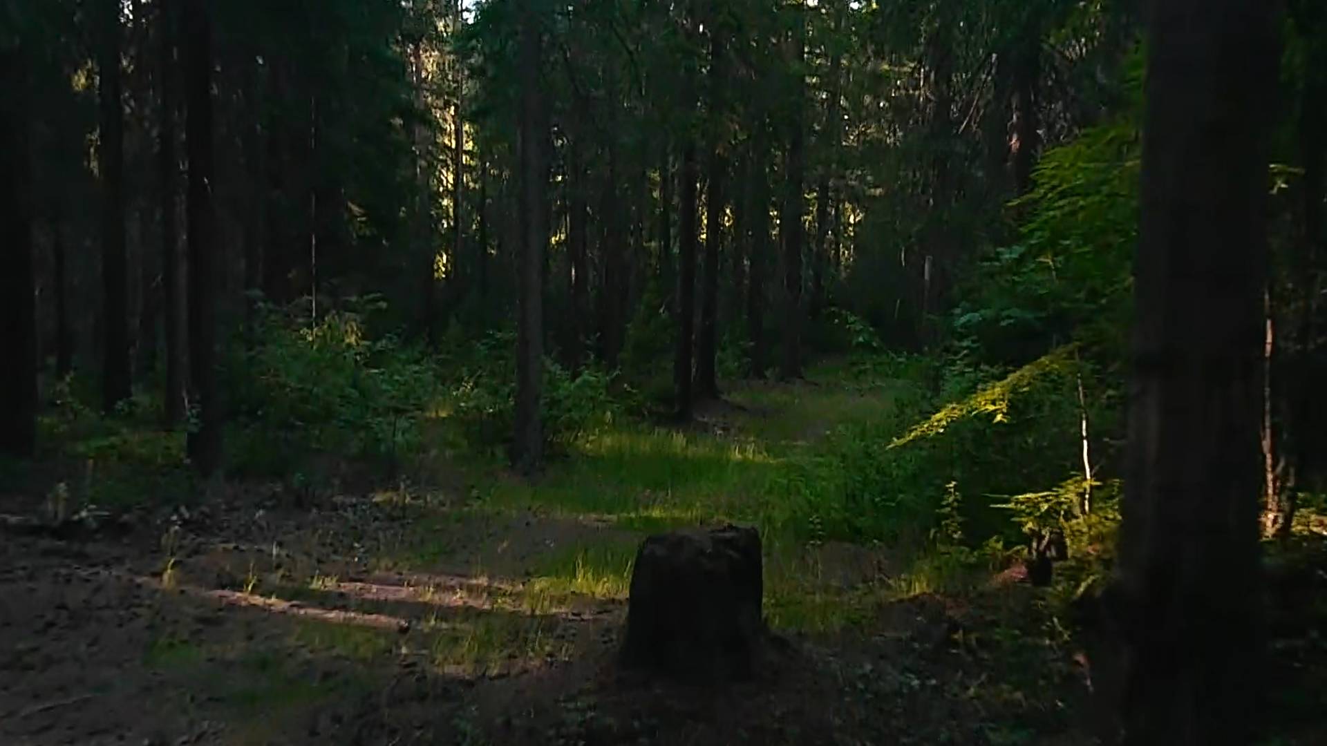 Попытка летать по темнолесью