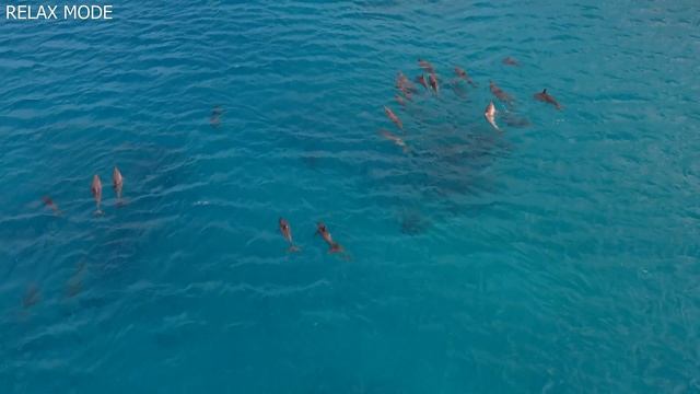 GENTLE MUSIC With Dolphins - Soothe The Mind, Relax, Destress For Deep Sleep - 1 Hour - 4K