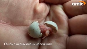 Блогер нашел в зоомагазине крохотное яйцо волнистого попугайчика и помог птенчику появиться на свет