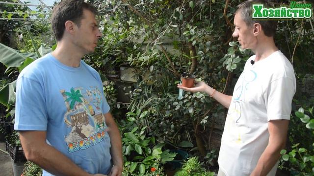 Как вырастить ФЕЙХОА в домашних условиях смотреть онлайн