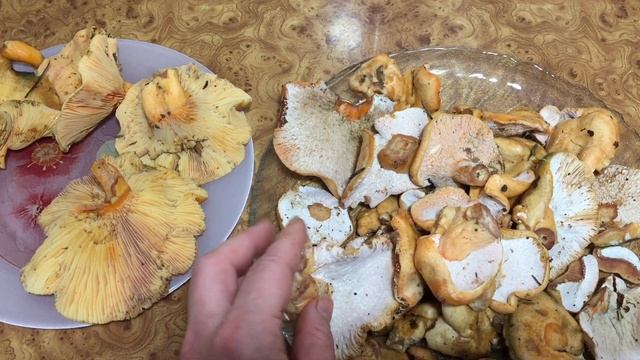 Рыжик - ЛОБСТЕР: деликатес или миф? Гипомицес кирпично-красный/Hypomyces lateritius смотреть онлайн