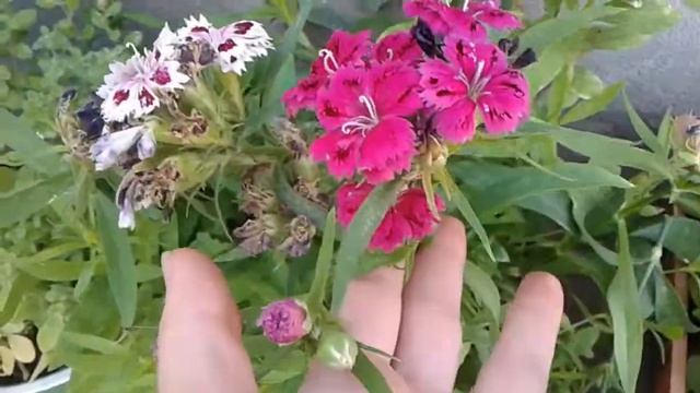 Гвоздика китайская махровая и Кьянти смотреть онлайн