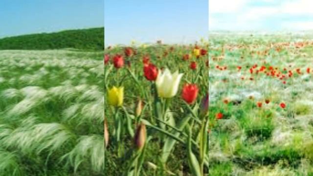 Тюльпаны степи смотреть онлайн