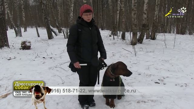 Воспитание собак, агрессия собак друг к другу, как работать в такой ситуации смотреть онлайн