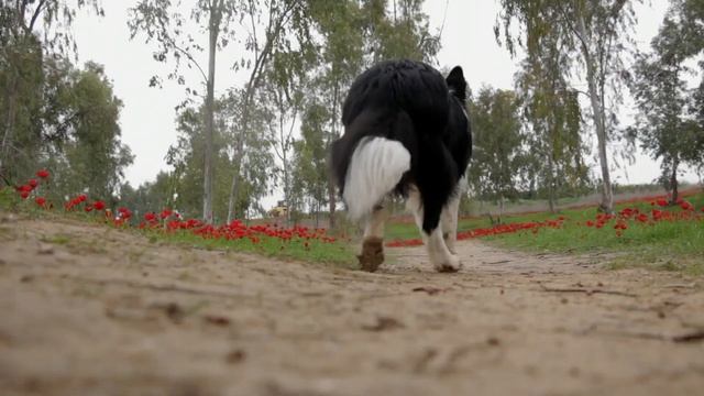 Лай собаки видео, Лай собаки дома, Лай собаки звук.Как лает собака лает. Звук лая собаки смотреть онлайн