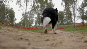 Лай собаки видео, Лай собаки дома, Лай собаки звук.Как лает собака лает. Звук лая собаки