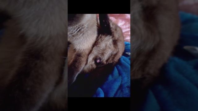 Быть или не быть встал вопрос To be or not to be the question arose смотреть онлайн