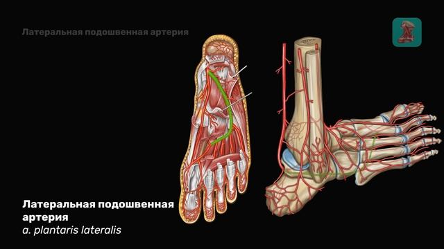 Медиальная и латеральная подошвенные артерии и их ветви смотреть онлайн