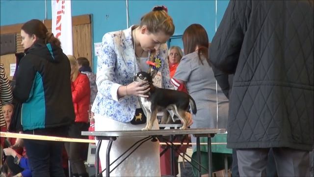 28.11.2015г. МИНСК. ВЫСТАВКА CACIB. РИНГ ЧИХУАХУА Г/Ш смотреть онлайн