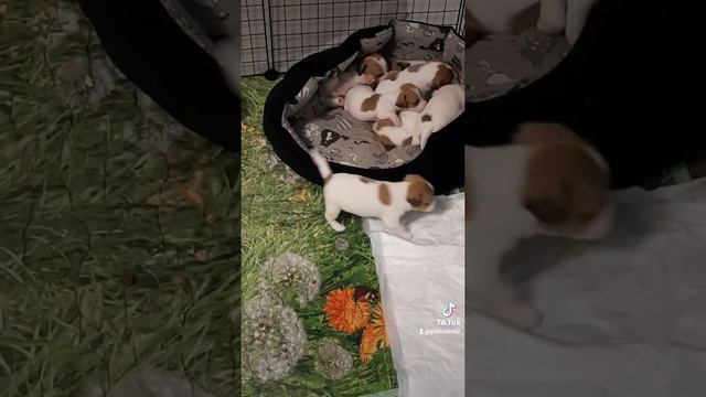 Щенки Джек Рассел терьера 24.06 2022г. смотреть онлайн