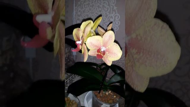 Опылила орхидею Чармер. 1.01.2021г. смотреть онлайн