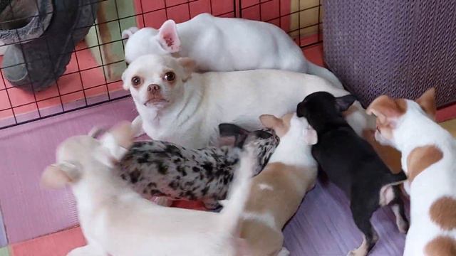 все сосут маму ,ясли чихуахуа питомник Кастропуло Крым милые малыши щенки смотреть онлайн