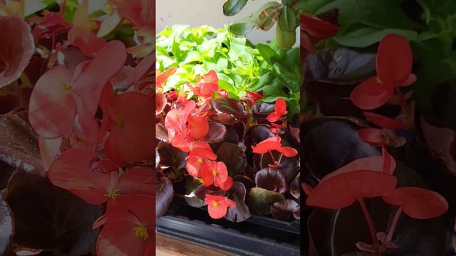 Рассада однолетних цветов🌺 #цветы #рассада #дачнаяжизнь смотреть онлайн