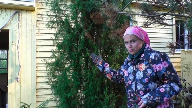 Подготовка к зиме хвойных растений. Как правильно укрыть на зиму тую. Укрывные материалы, чехлы. смотреть онлайн