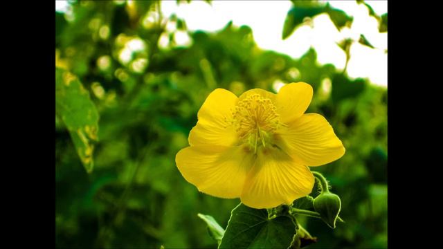 Country Mallow for Respiratory Infections and Pain Relief as Pink Noise Audio смотреть онлайн