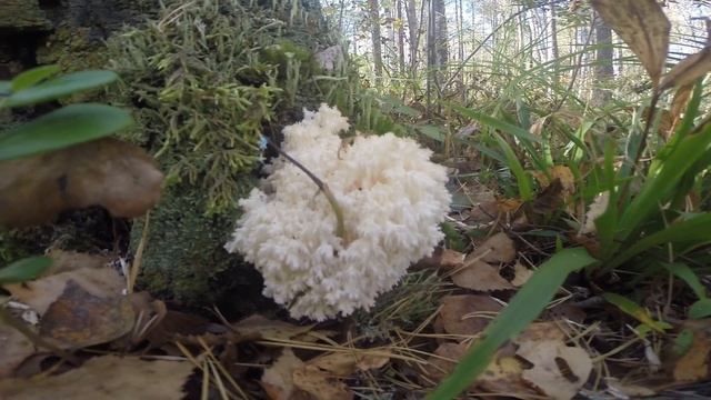 Find white moss (белый мох в лесу), video rybachil.ru смотреть онлайн