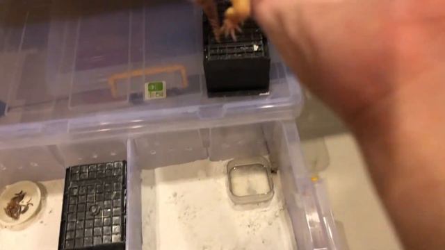 Leopard Gecko Lavender Terus Gua Lupa Kandang 3 смотреть онлайн