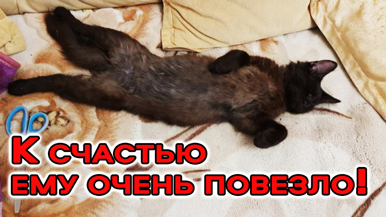 Больной и брошенный котёнок на дачах случайно встретили человека, который изменил его жизнь смотреть онлайн