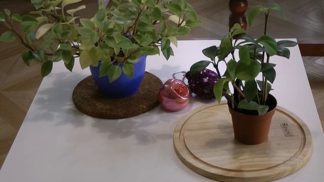 ВСЁ О ПЕПЕРОМИЯХ