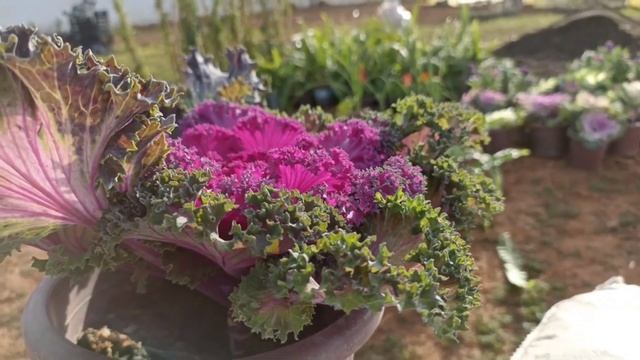 معلومات حول نبات ملفوف أو كرنب الزينة وكيفية العناية به brassica oleracea смотреть онлайн