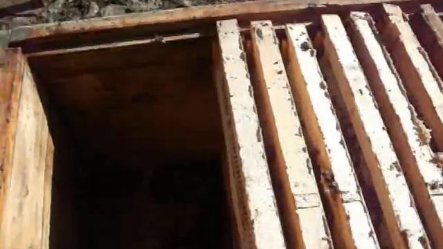 Пчеловодство. Расплод - причина гибели пчёл зимой. смотреть онлайн
