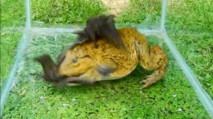 ЛЯГУШКА БЫК ПРОТИВ ЛЕТУЧИХ МЫШЕЙ