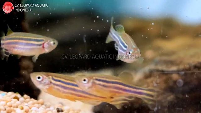 Brachydanio Rerio THE ADVENTUROUS ZEBRA DANIO. Leopard Aquatic U001A