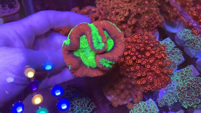 Wellsophyllia Super Ultra Neon. Relax Coral Reef. Интернет магазин REEF EXCLUSIVE смотреть онлайн