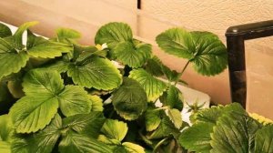 Аквапоника  что можно вырастить