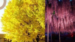 Самые красивые цветущие деревья в мире #shorts