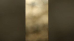 Замена лягушки Dongfeng H30 Cross