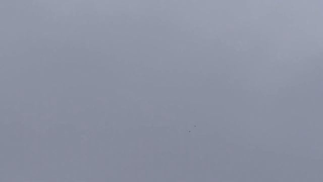 Голуби Донецка. Красные носочубые, николаевские голуби 22.11.2021 смотреть онлайн