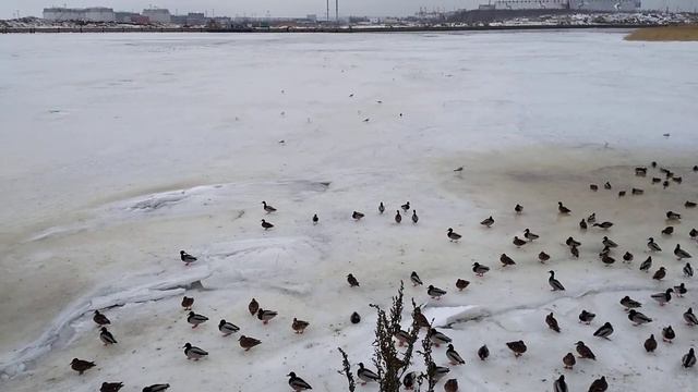 Утки ждут. Рядом с домом. смотреть онлайн