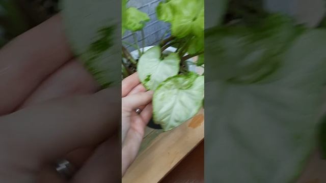 сингониум болд тетра и данг нувен (лайм грин) смотреть онлайн