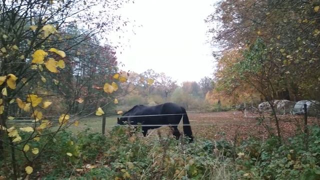 Черный конь