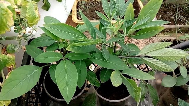 Пепино из семян апрель 2019 смотреть онлайн