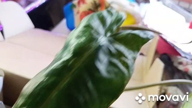 13 октября обрезали виноград,ежевику.Покупка с Валберес и посылка с растюхами. смотреть онлайн